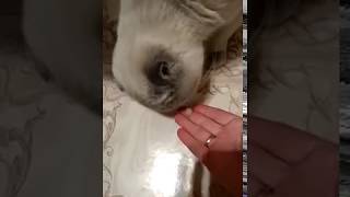 Кошка смешно ест селёдку. Кошка смешно ест селёдку.