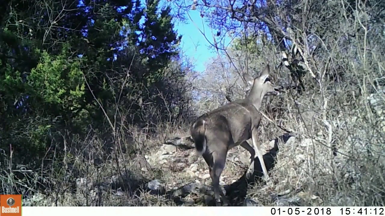 thailand soccer team missing Deer observation quiz