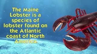 Safari Ltd Incredible Creatures Maine Lobster