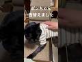【元気です】ポンちゃんの服を変えました　#ジャンポン #保護猫 #猫のいる暮らし