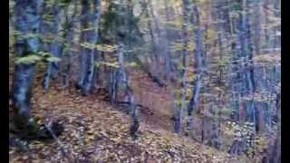 Laki I Bobi Oblajavaju Vepra