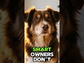 Why Your Dog Won’t Stop Barking (And How To Fix It Fast)