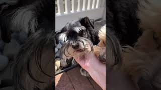 What is a TOY SCHNAUZER?