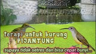 terapi untuk burung Kolibri pijantung