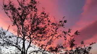 Sunset And Acacia Tree