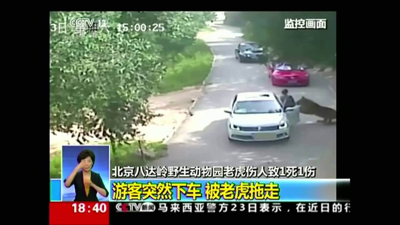 Tiger attacks, kills woman at drive-through animal park in China