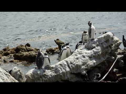 Penguins Standing At A Big Rock In Stony Point South Africa