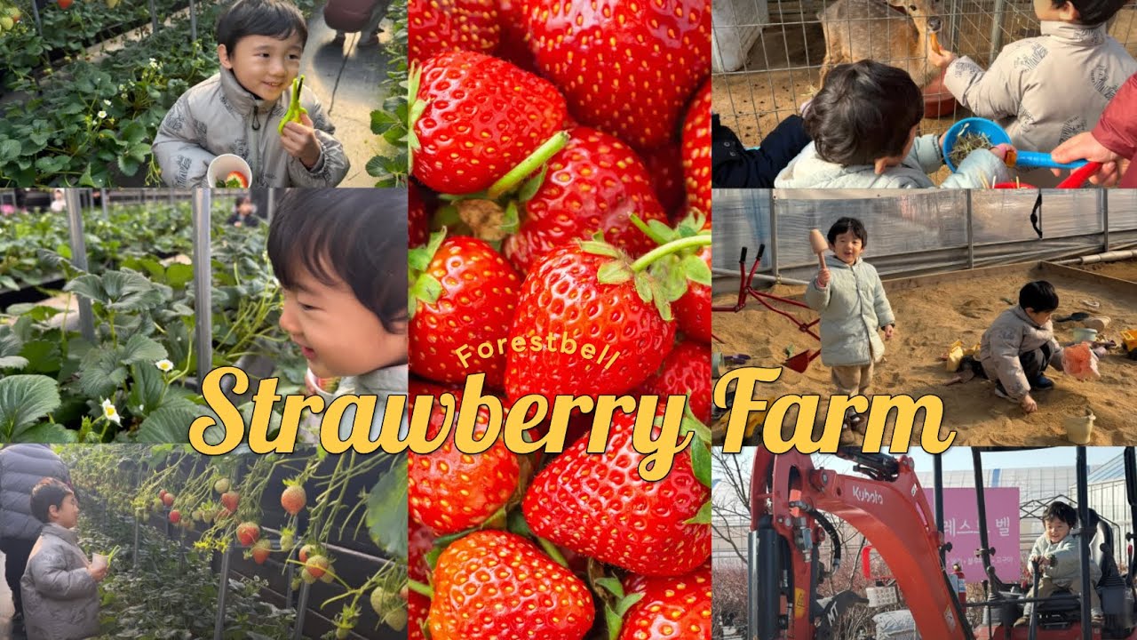 경기도 아이랑 뭐하지? 경기이천 포레스트벨 딸기농장 동물먹이주기체험