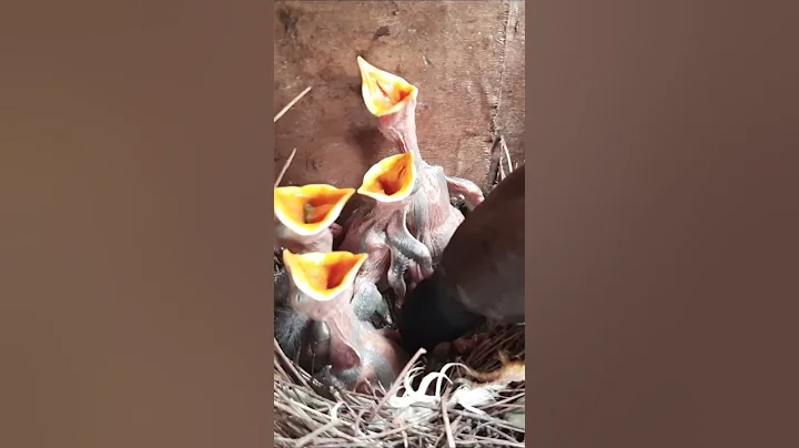 Mother Throws Immature baby bird out of the nest