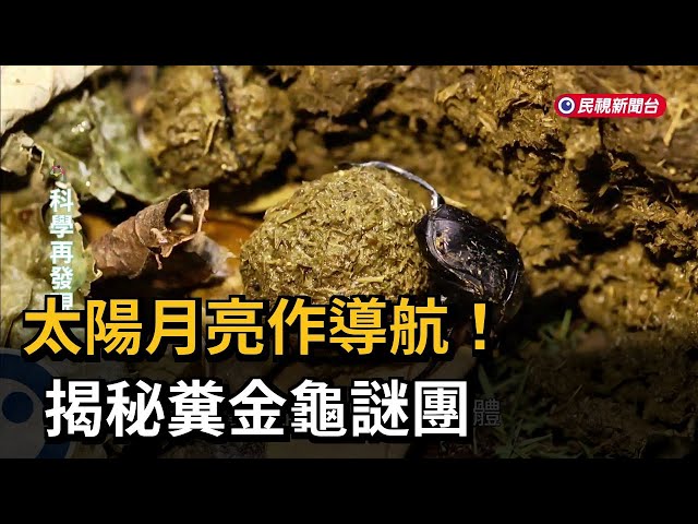 太陽月亮作導航！ 揭秘糞金龜謎團－民視新聞