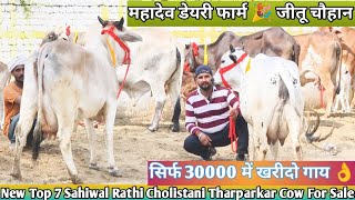 18 Letter Milk 👌 असली गारंटी वाली गाय 🎉 Top 7 Sahiwal Rathi Cholistani Tharparkar Cow For Sale