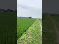 Champs de riz