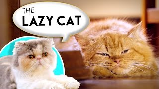 How to Name Your Lazy Cat by Purina Friskies 367,909 views 8 years ago 1 minute, 45 seconds