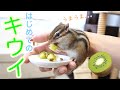 【シマリス】リスにはじめてのキウイをあげてみたら予想外の事態に、、、
