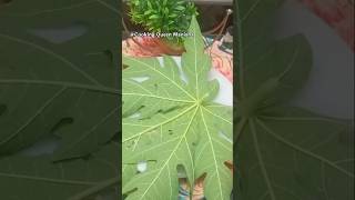 Papaya leaves face pack for skin whitening and glowing by Rohit sachdeva#viral #ytshorts#ayurveda