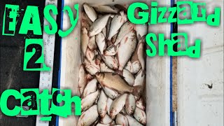 How To Catch (cast net) GIZZARD SHAD!!!