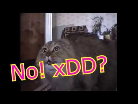 Смешной кот поёт песню Ooo no-no-no !