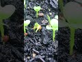 Cover-crops/Environmental Rhizobium Cultures