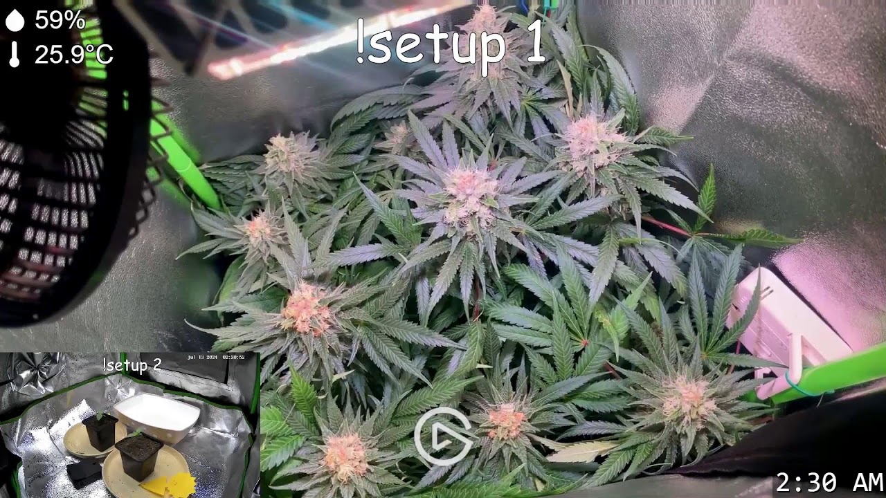 GrowWEED Any% Speedrun