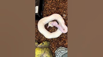 Super Fire Ball Python was hungry #ballpython #reptiles #pets #snake #animals #shorts #fyp #viral