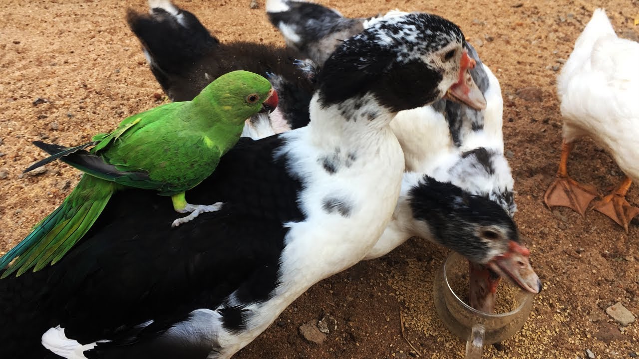 green parrotlet green parrot play with ducklings
