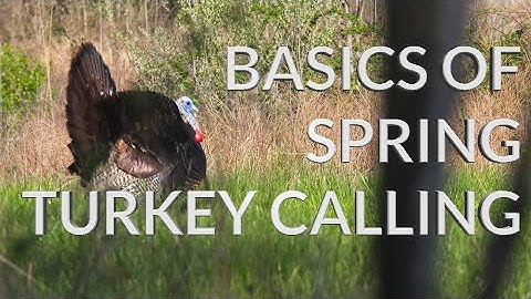 BASICS OF SPRING TURKEY CALLING