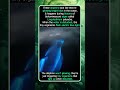 Why These Dolphins Suddenly Start Glowing