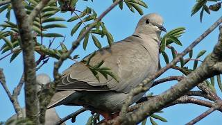 Collared Dove Calls and 10 Fascinating Facts