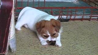 Jack Russell Terrier - D Litter - Dolcenera, 9 Week Old Jrt Female With A Marten Skin 40