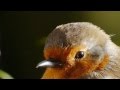 European robin close view