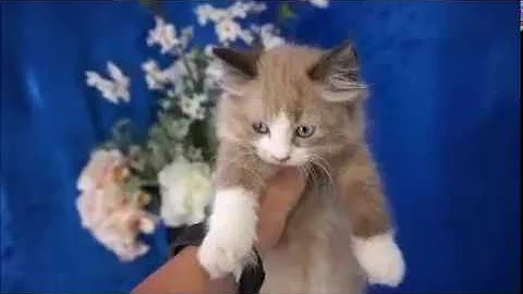 Video 1098001: ragdollkittens, bicolor mink, mink female