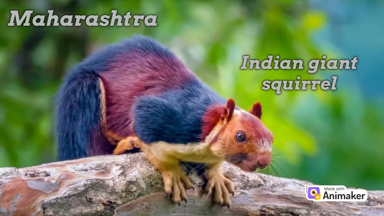 State animals of Indian states