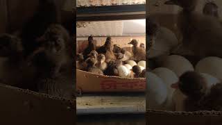 খাকি ক্যাম্বেল হাঁসের বাচ্ছা, মাশাআল্লাহ! #foryou #chicken #birds