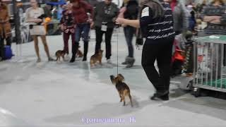 23.12.2018 г. Кеннел клуб Моно РТ ПК кобели дл\\ш и сравнение на ЛК