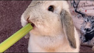 Small Bunny Eating Crunchy Celery