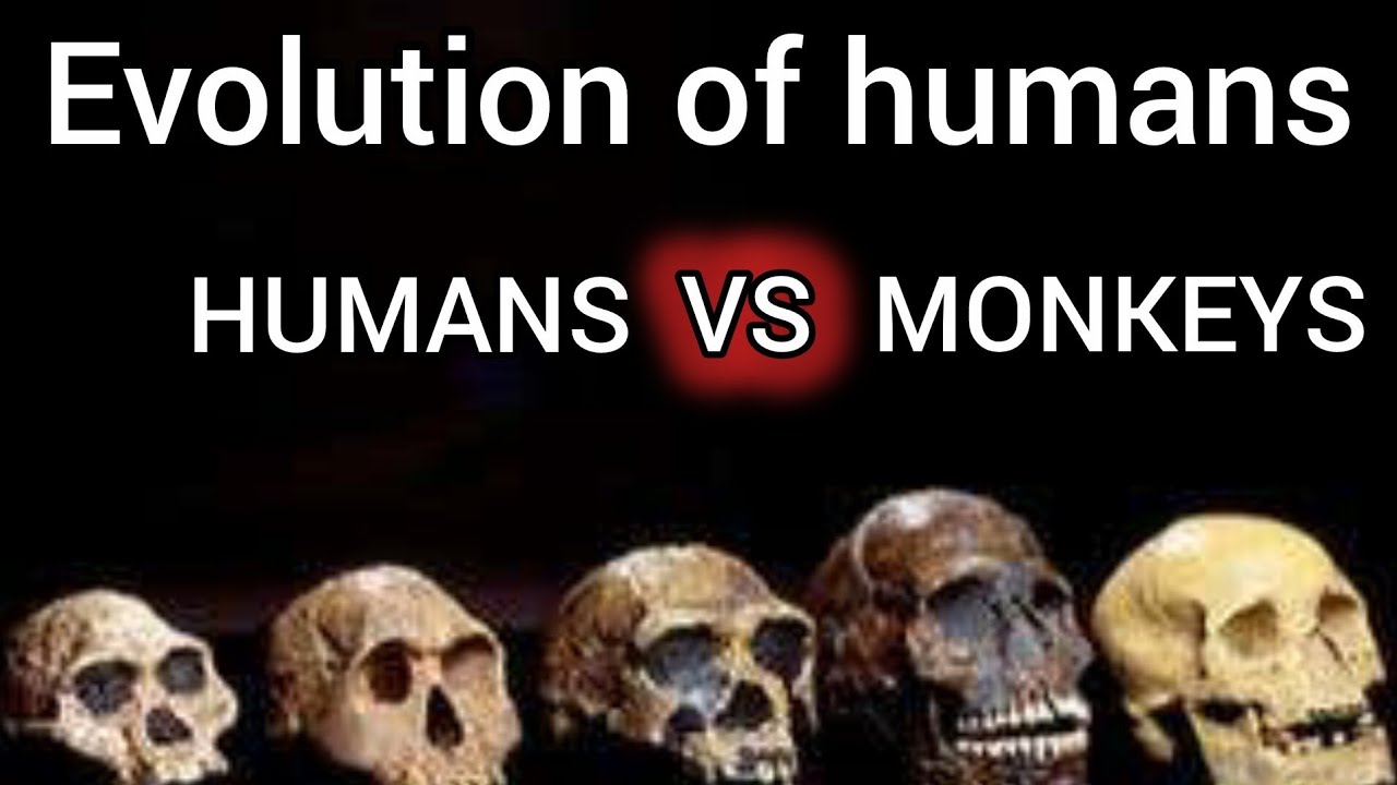 The Human Evolution Story - YouTube