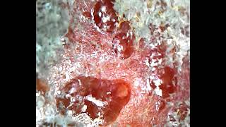 Identifying mold - Pink mold