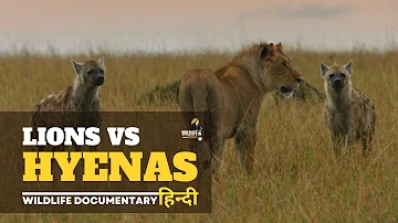 Lions vs Hyenas - हिन्दी डॉक्यूमेंट्री | Wildlife documentary in Hindi