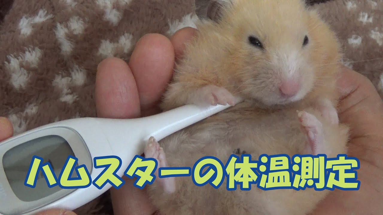 Curated visual reference: ハムスターの体温測定 Measuring Body Temperature Of A Hamster Photo Inspiration