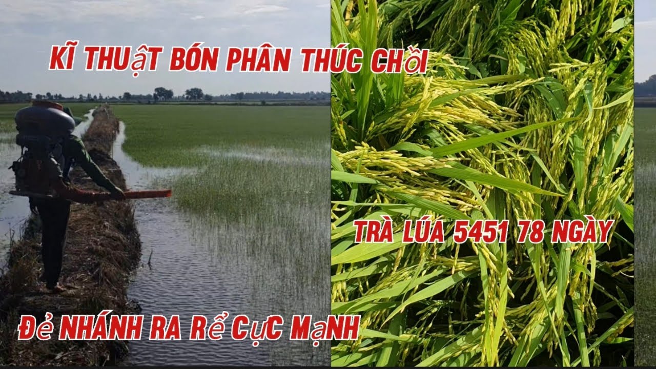 Giải pháp bón phân thúc chồi sớm ra rể cực mạnh. giúp lúa cứng cây đứng ...