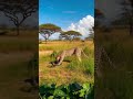 The snake's clever tactics 蛇の賢い攻防 #animals #shorts #snake