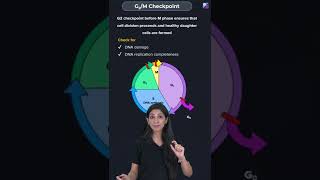 Cell Cycle Checkpoints - Cell Cycle and Cell Division Class 11 Biology Concept | NEET 2023 Exam screenshot 4