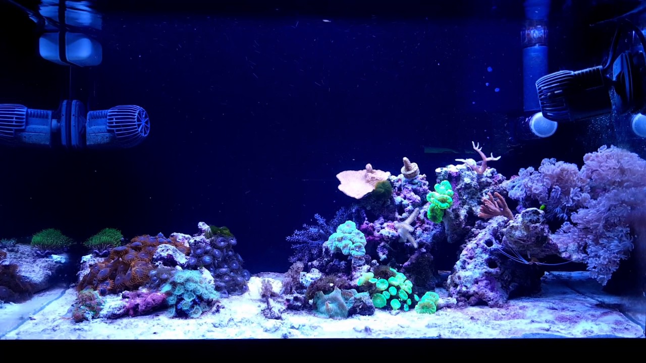 nano reef 15g 60l
