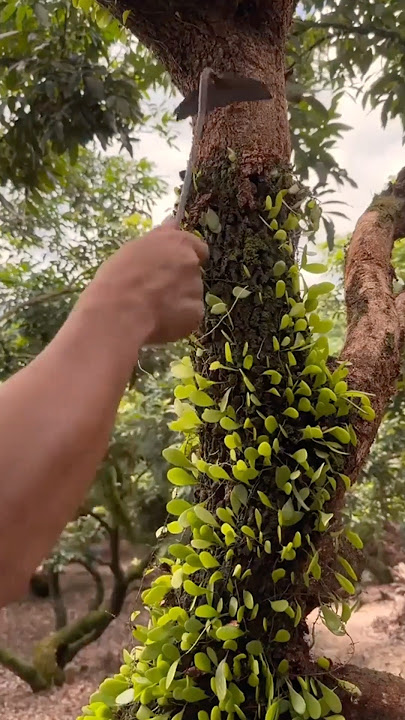 How to Remove Mistletoe to Protect Trees #farmingtechniques @RomFarm