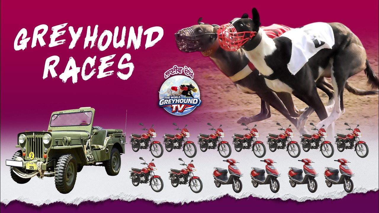 🔴LIVE | WORLD GREYHOUND DOG RACING | FLAT RACE 440 Feet 2026/02/20 #41