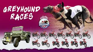 🔴LIVE | WORLD GREYHOUND DOG RACING | FLAT RACE 440 Feet 2026/02/20 #41