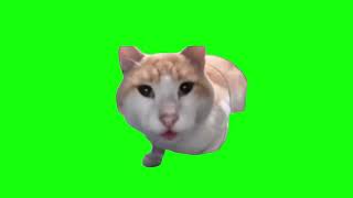Cat Eating Then Looking Up (Mr. Fresh) - Green Screen