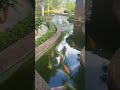 #youtubeshort #nature #koifish #philippines #viralvideo