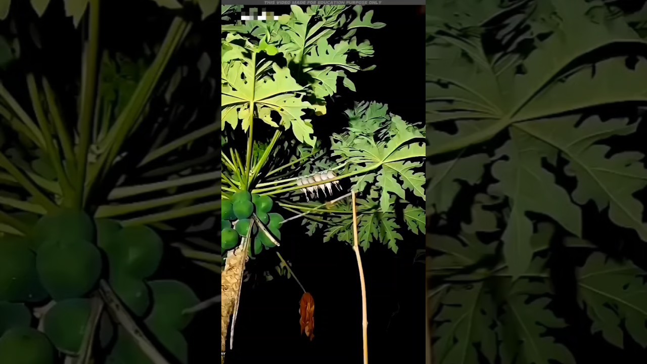 You Won_t Believe How This Boy Tricked Sleeping Parrots #shorts #short #trending #viralshorts #facts