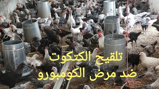 تلقيح الدجاج البياض ضد مرض آلكمبورو  0606882937 :?